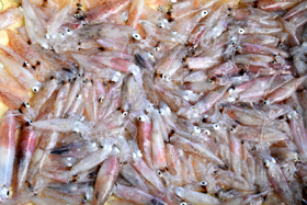 写真：淡路島のホタルイカは今が旬。甘くてとろけます。