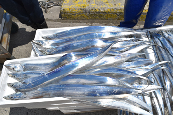 写真：今太刀魚がたくさん水揚げされております。！